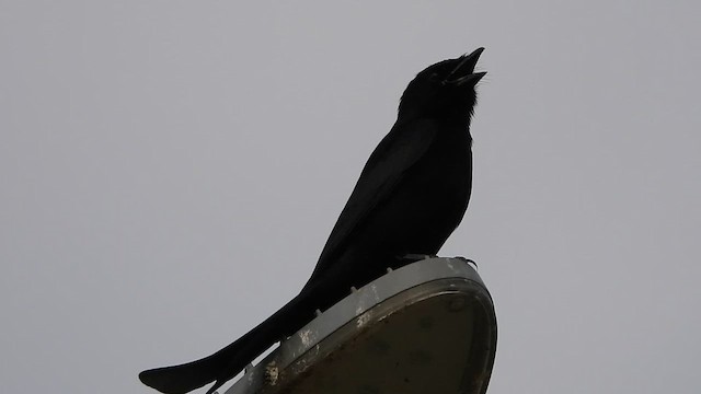 Black Drongo - ML616400454