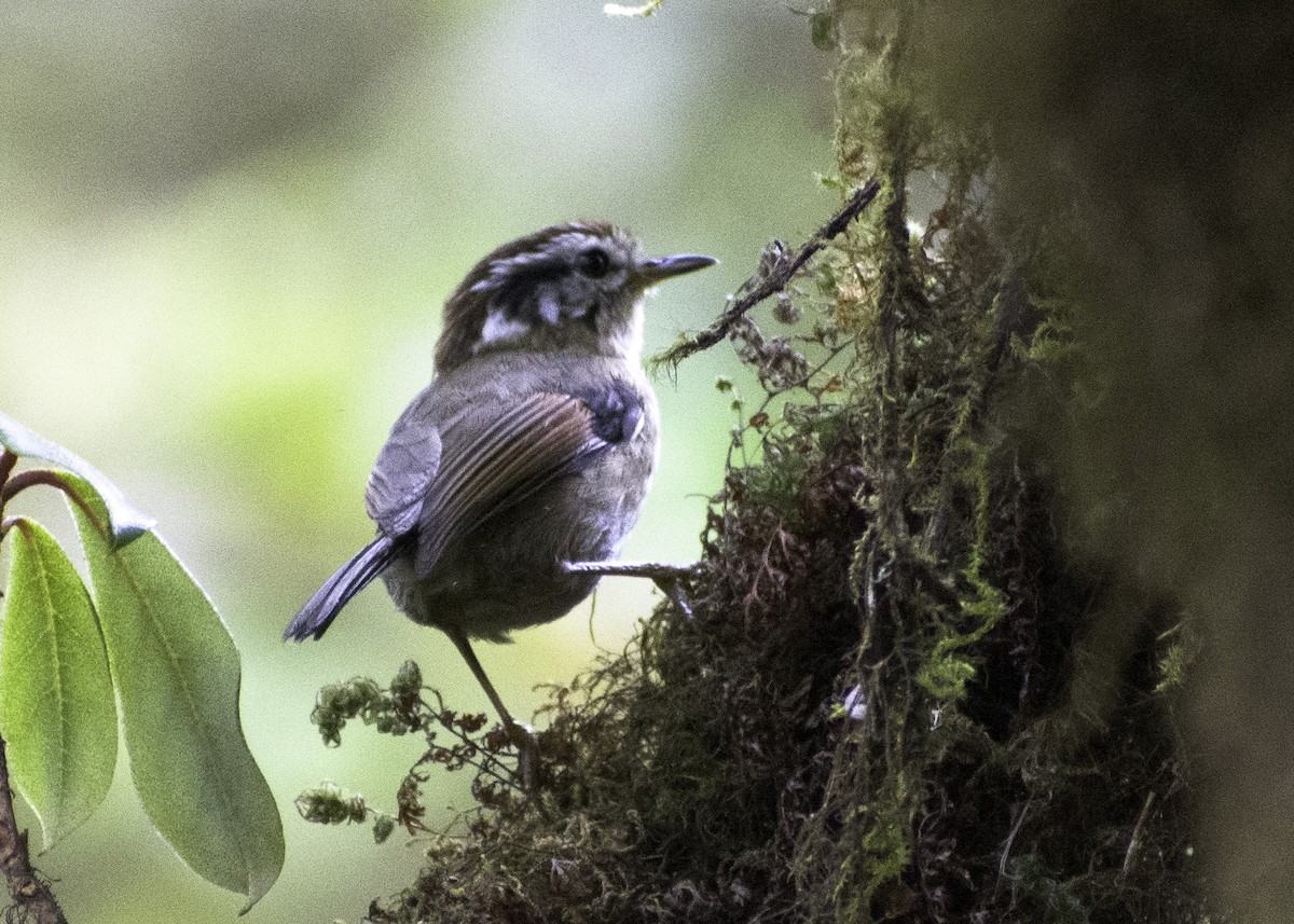 Rufous-winged Fulvetta - ML616400470