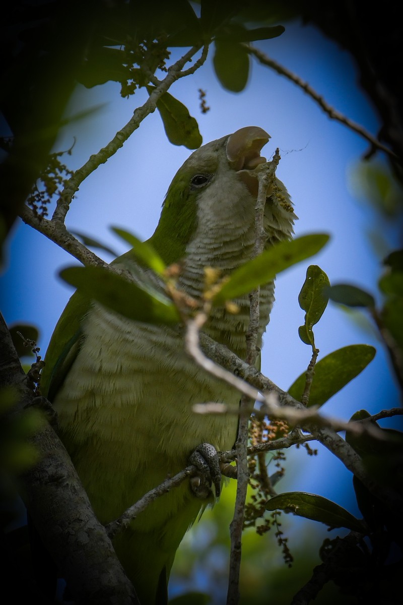 Monk Parakeet - ML616400474