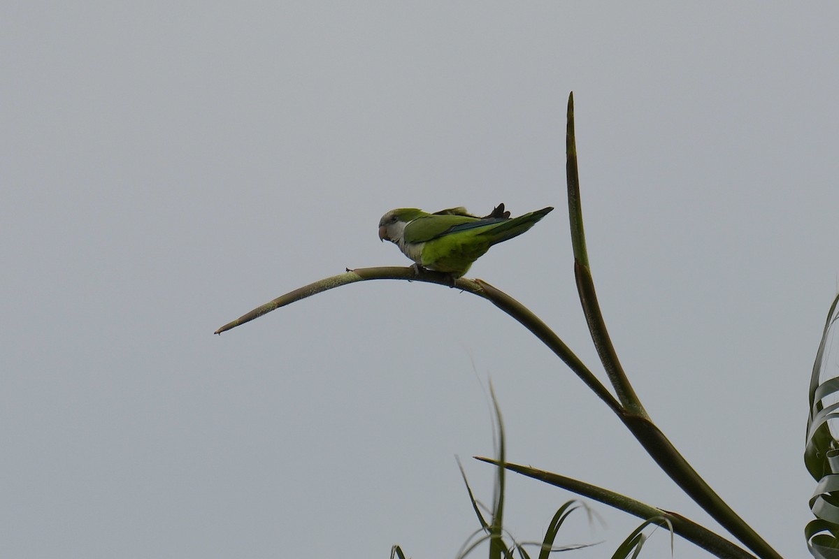 Monk Parakeet - ML616400475