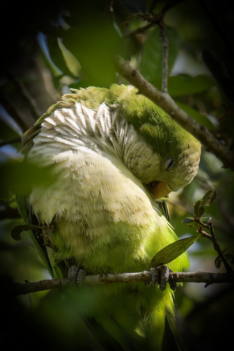 Monk Parakeet - ML616400476