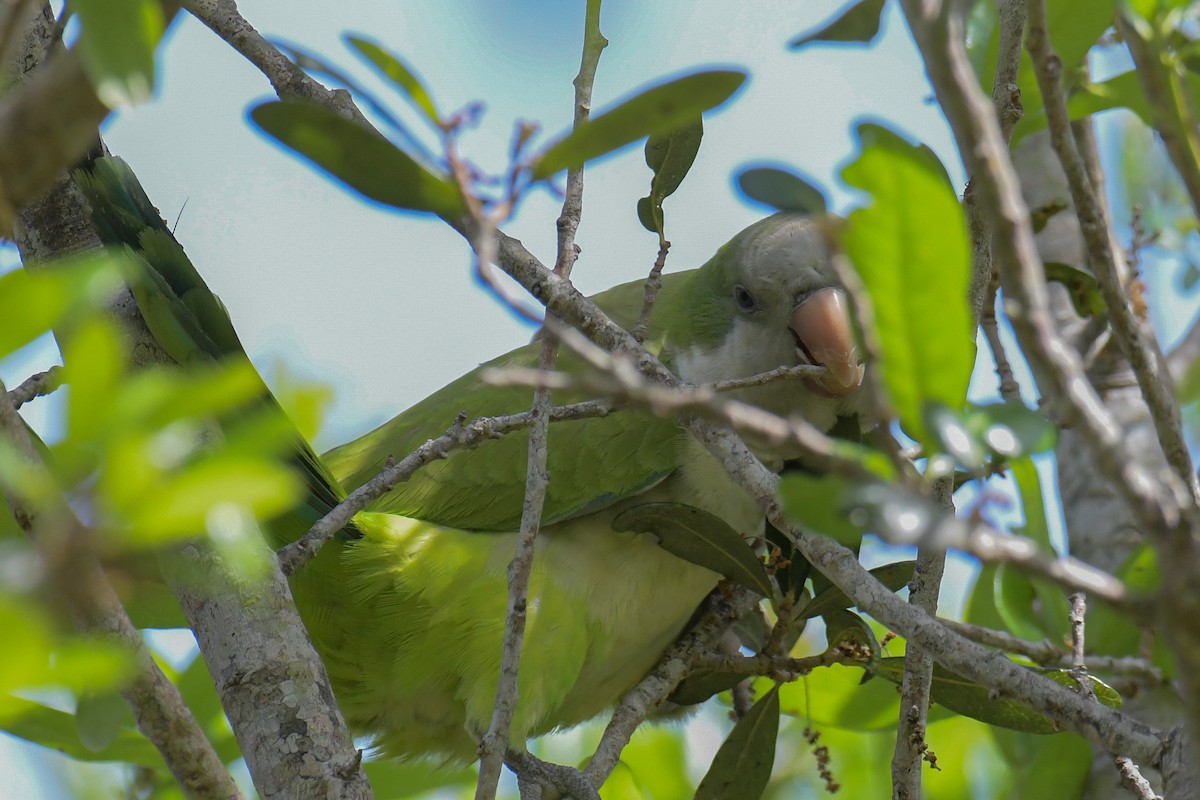 Monk Parakeet - ML616400477