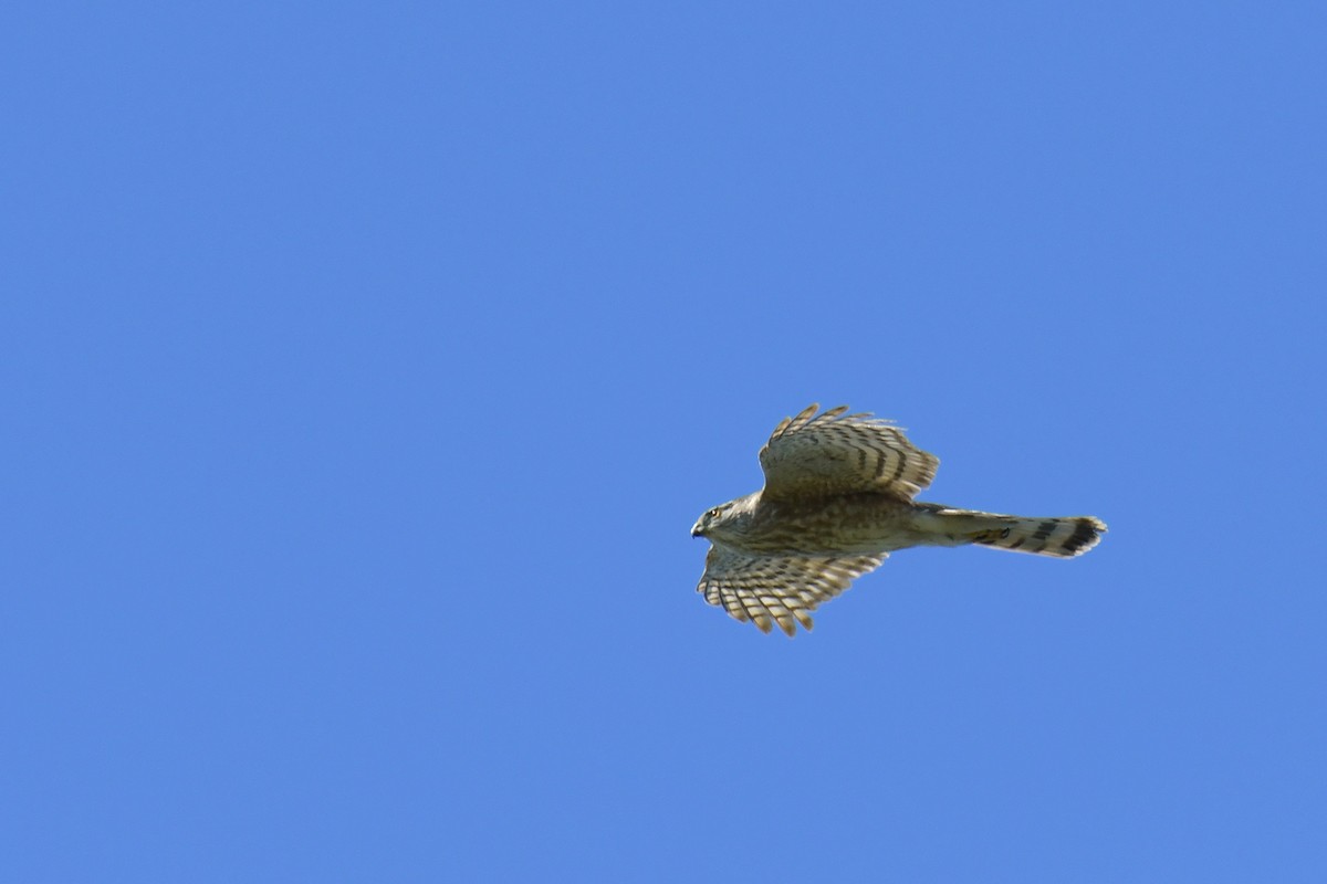 Sharp-shinned Hawk - ML616400515