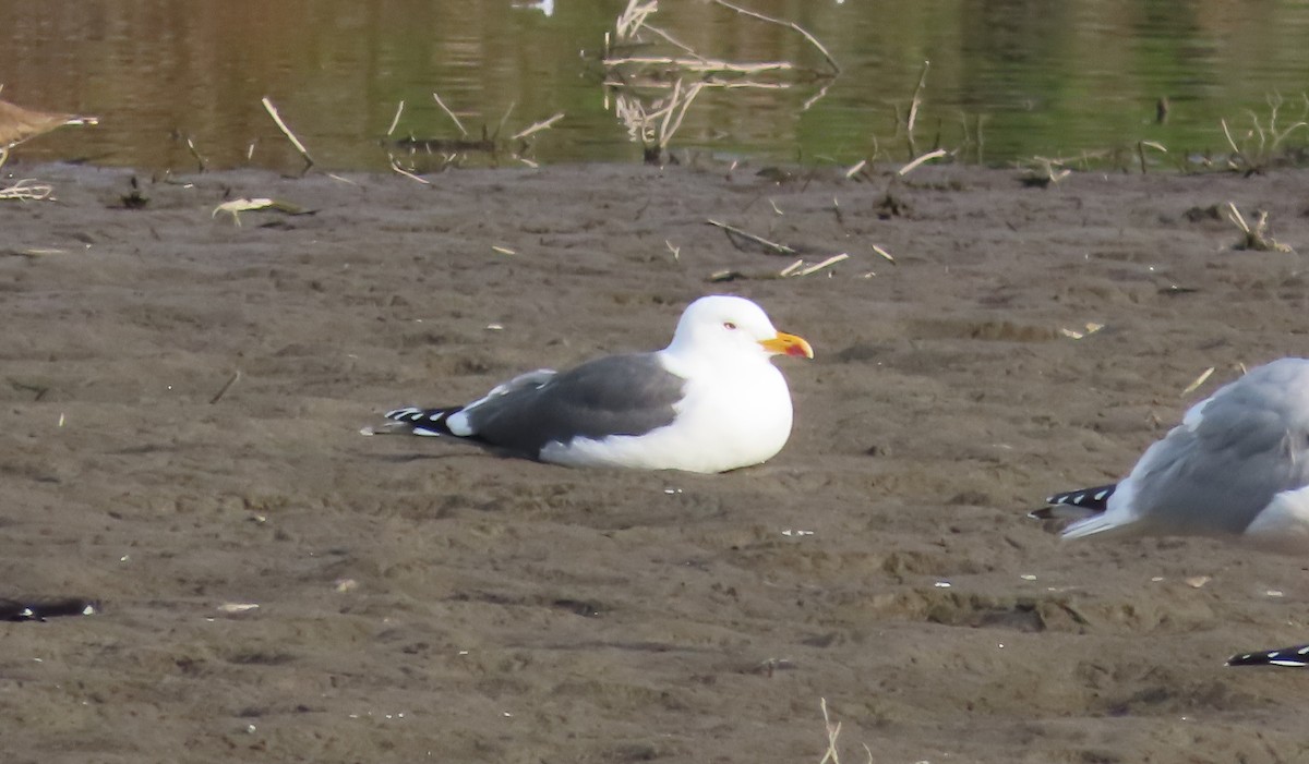 Lesser Black-backed Gull - Nancy & Bill LaFramboise