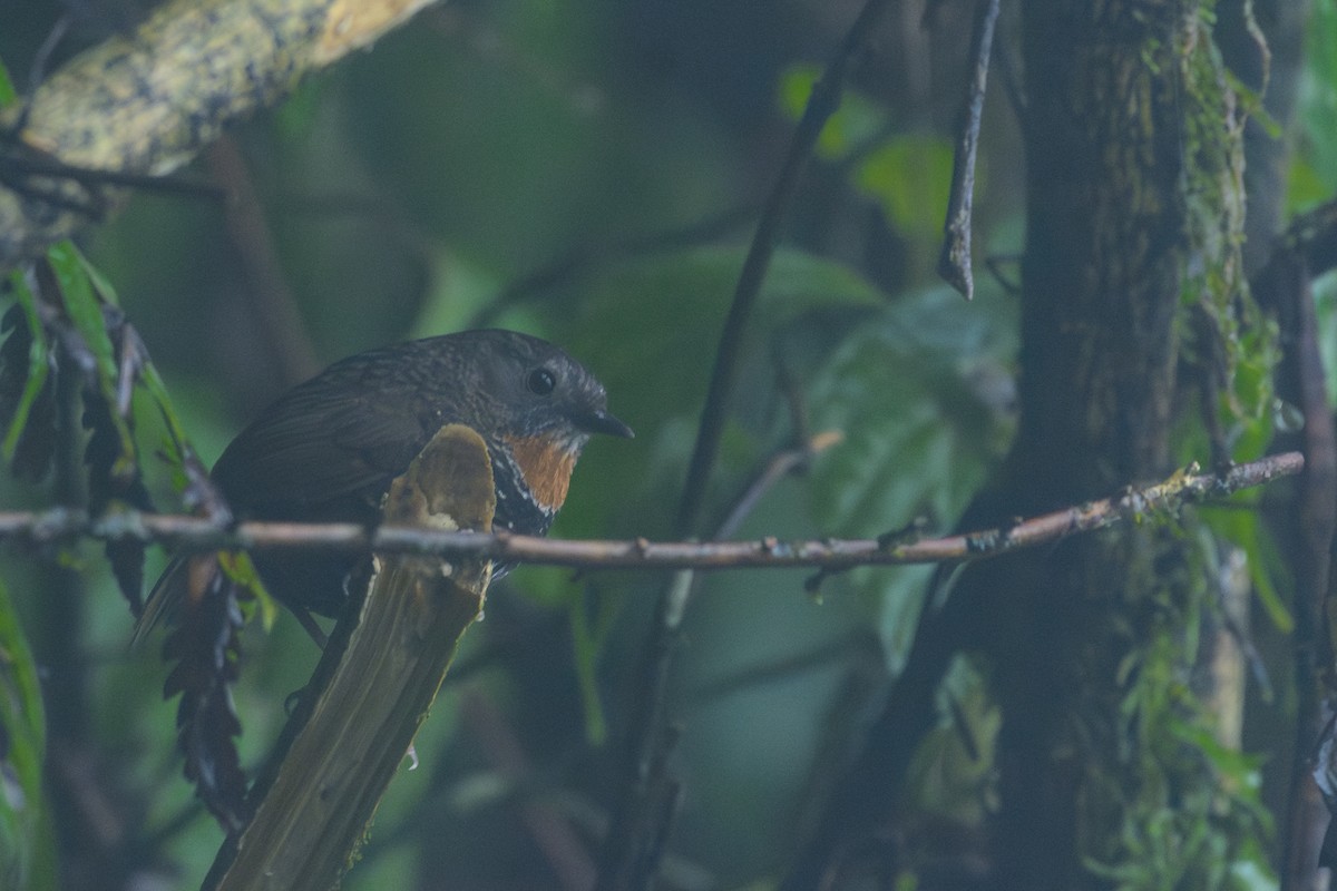 Mishmi Wren-Babbler - Poojan Gohil