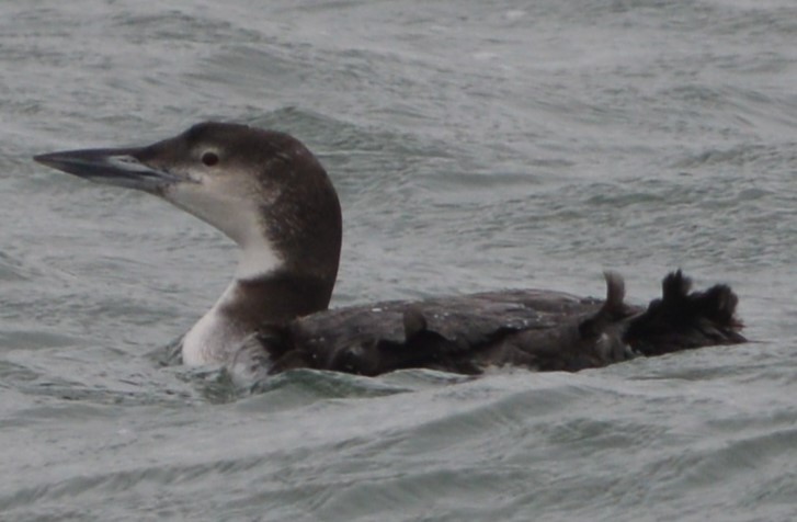 Common Loon - ML616400625