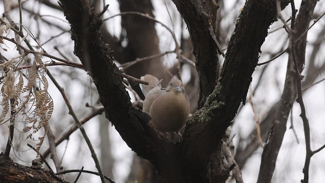 White-winged Dove - ML616400687