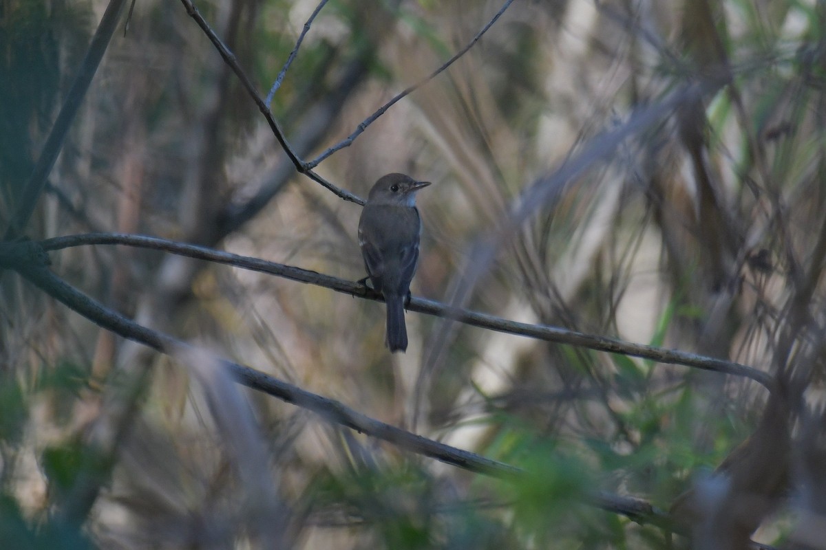 Willow Flycatcher - ML616400694