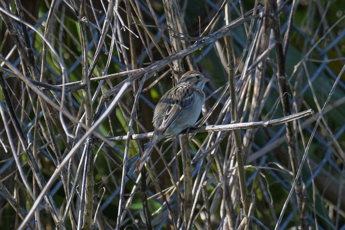 Clay-colored Sparrow - ML616400699