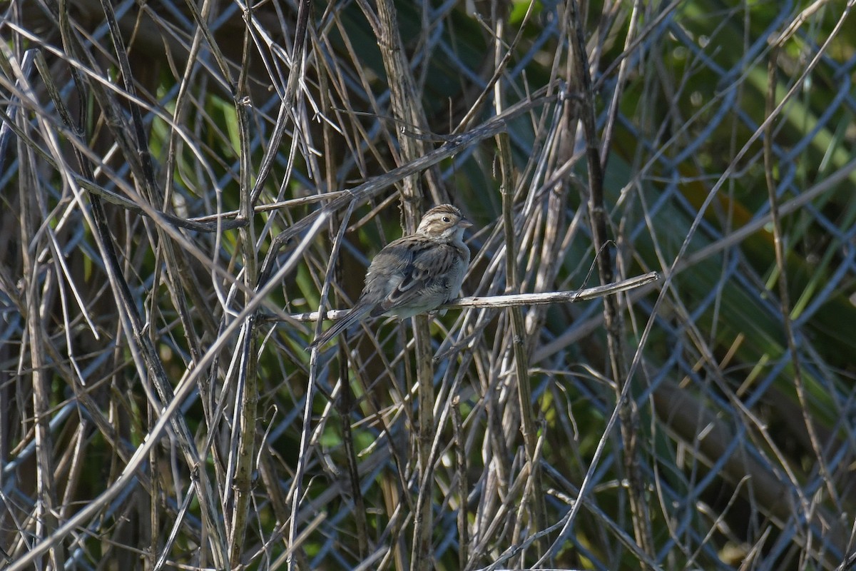 Clay-colored Sparrow - ML616400701