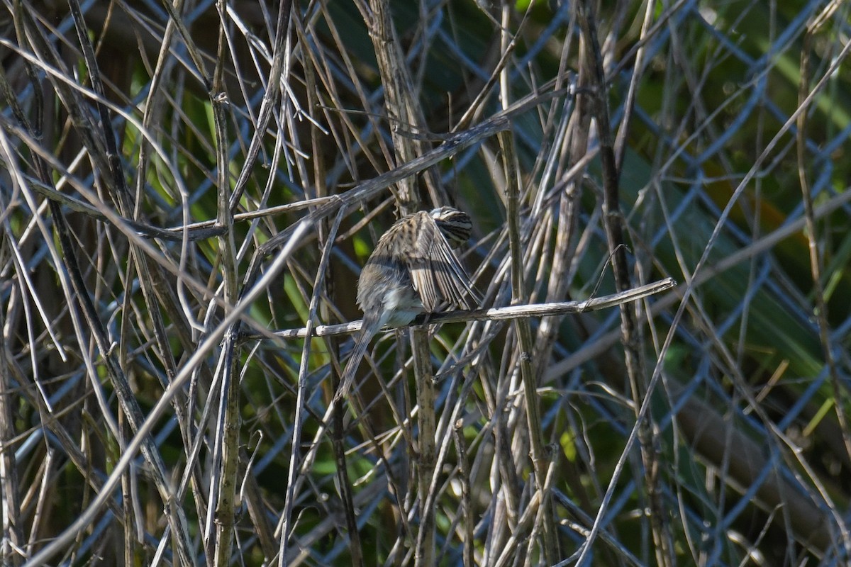 Clay-colored Sparrow - ML616400702