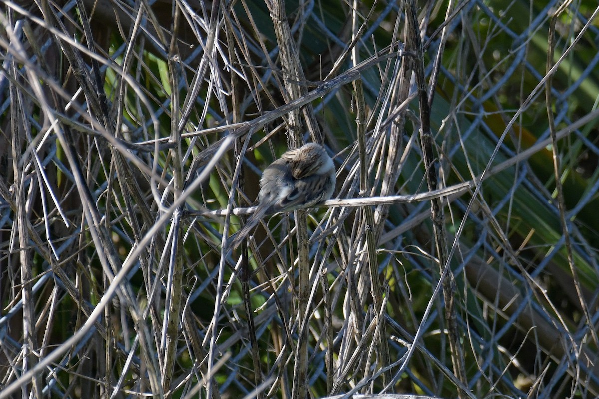Clay-colored Sparrow - ML616400703