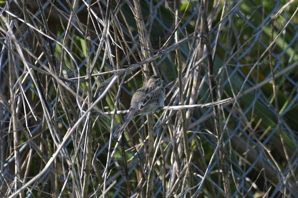 Clay-colored Sparrow - ML616400704