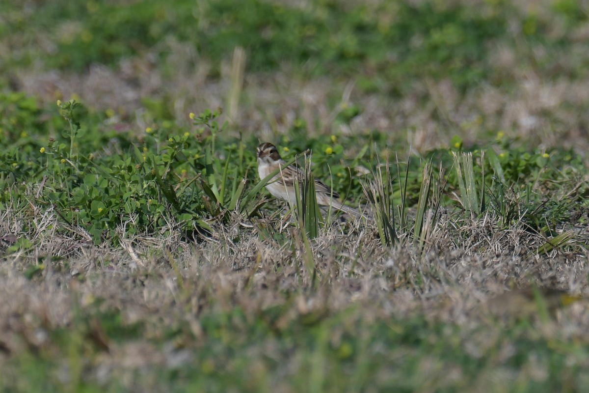 Clay-colored Sparrow - ML616400705