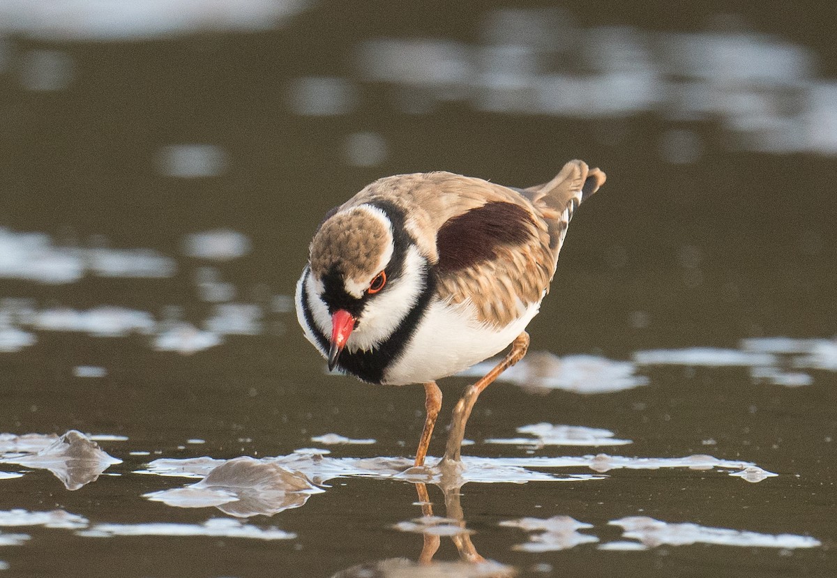 Black-fronted Dotterel - John Daniels