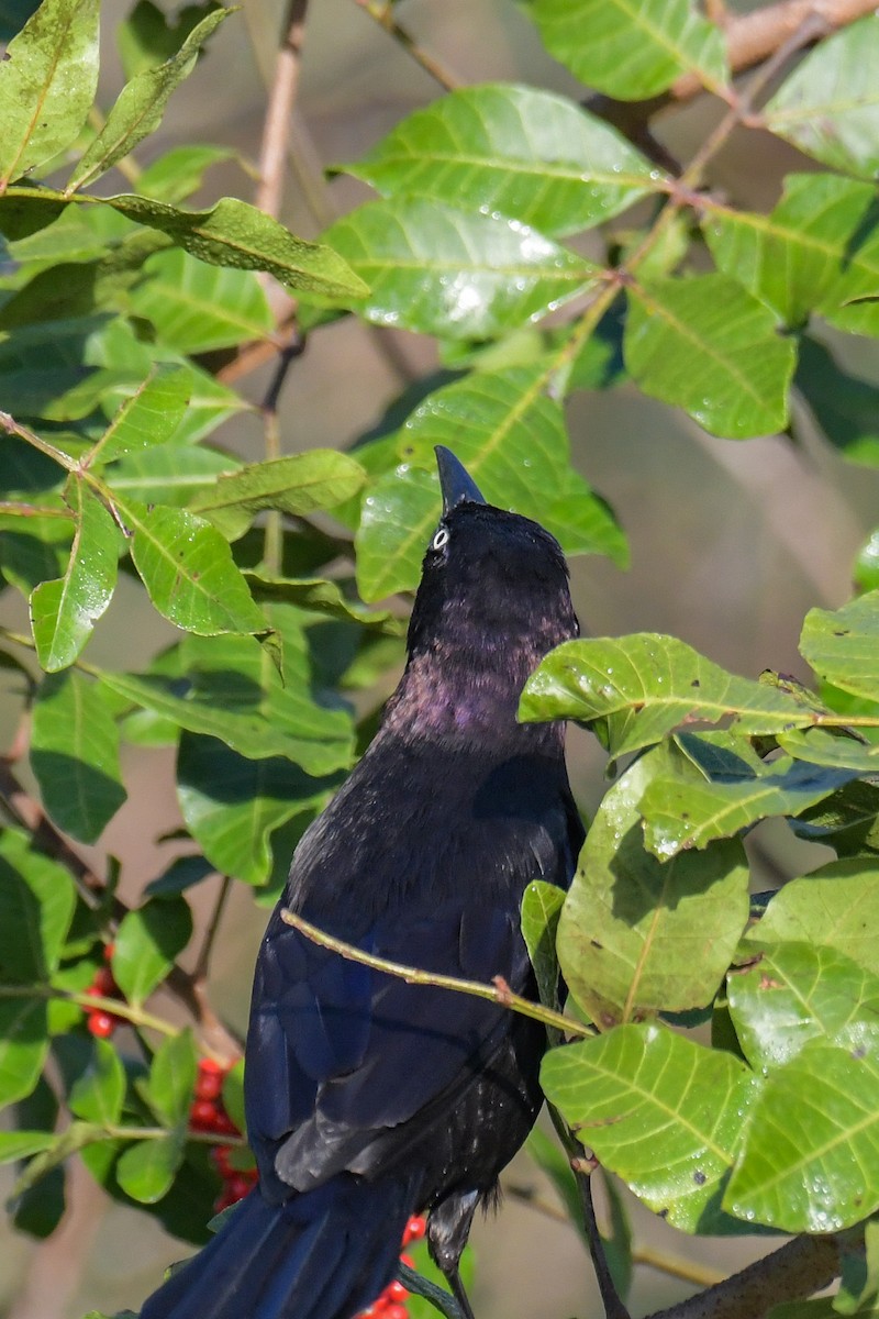 Common Grackle - ML616400709