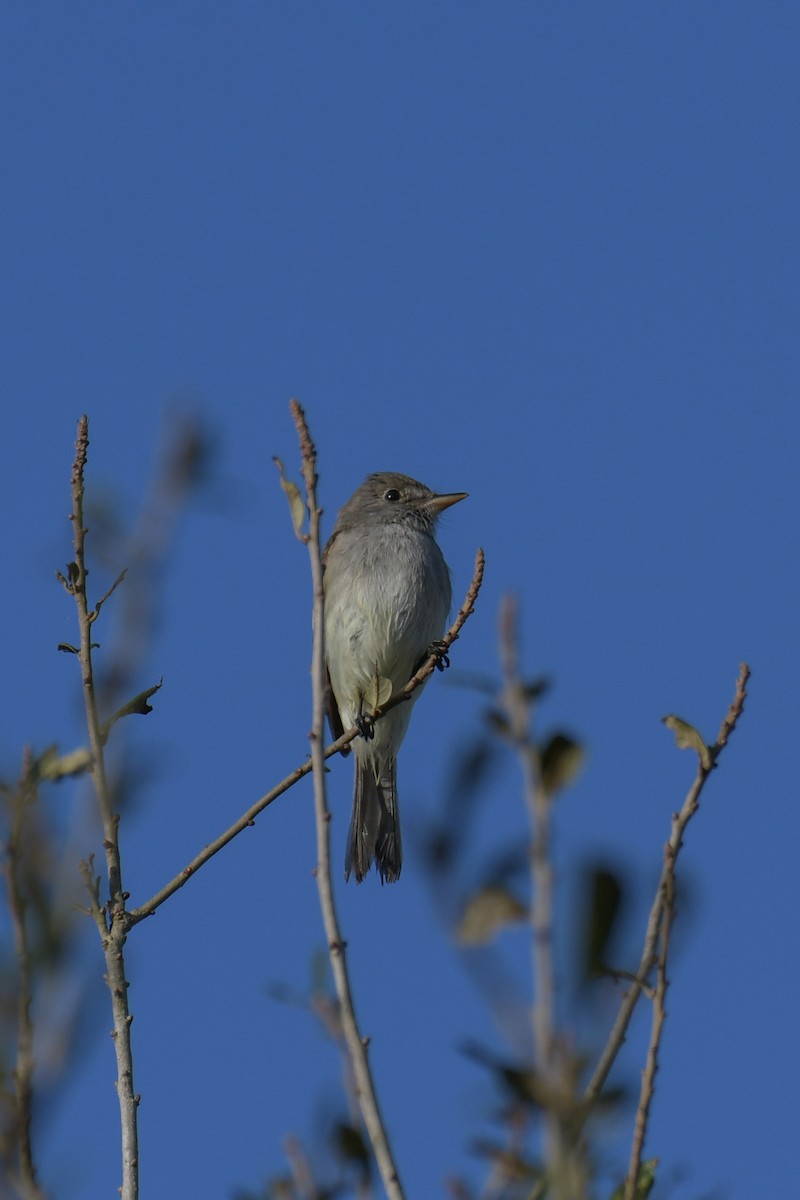 Willow Flycatcher - ML616400712