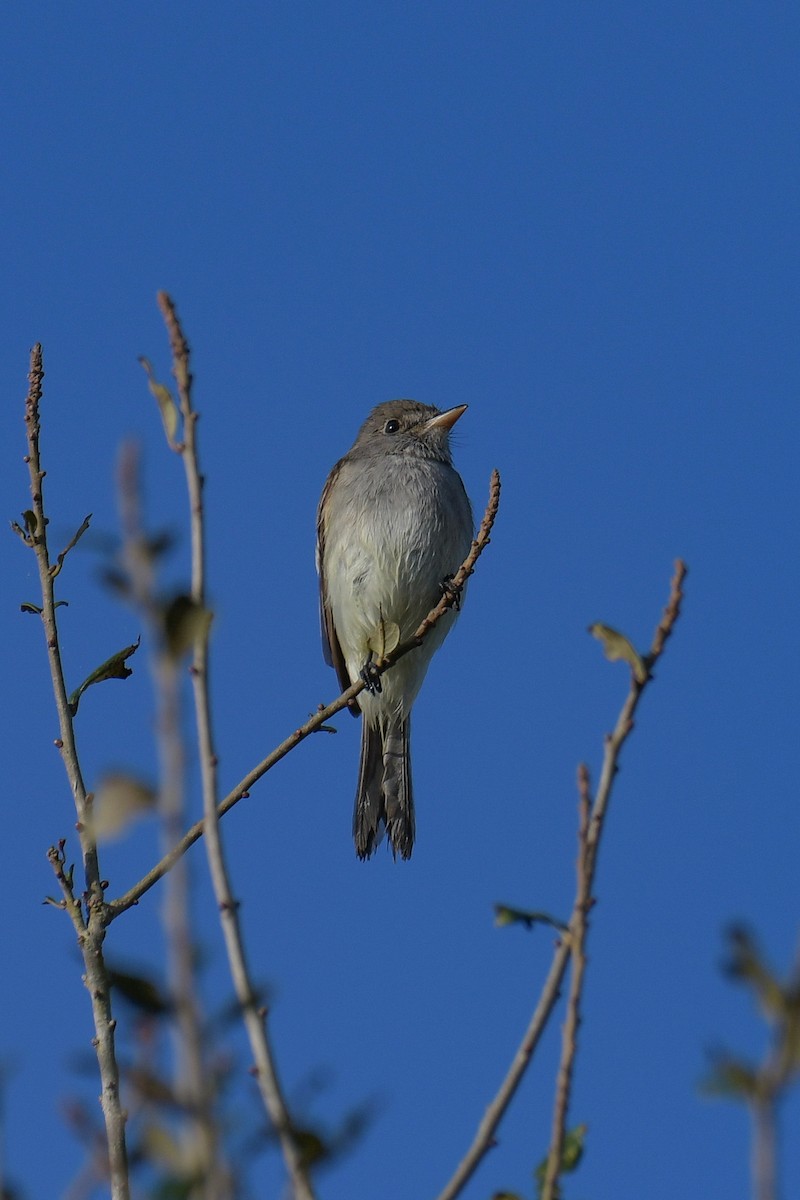 Willow Flycatcher - Christian Newton