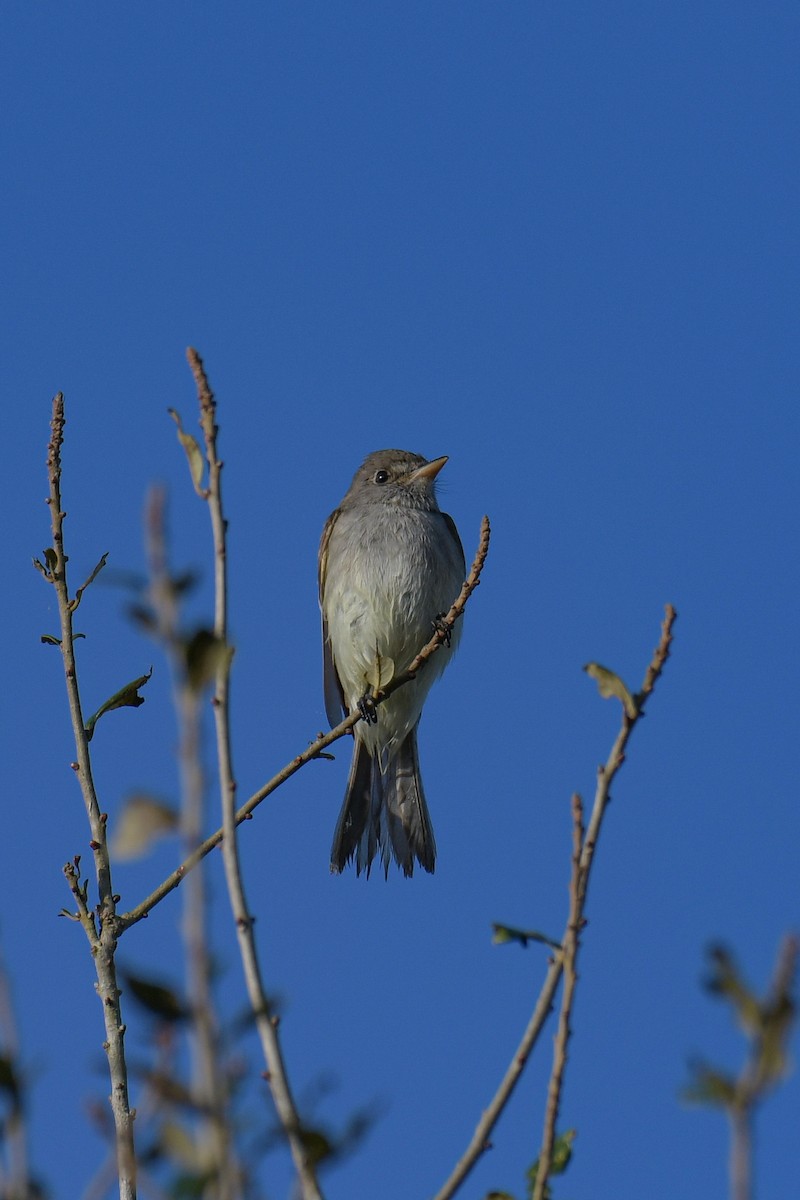 Willow Flycatcher - ML616400714