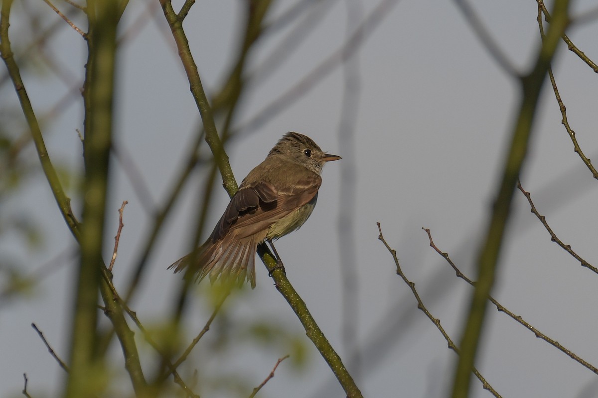 Willow Flycatcher - ML616400715