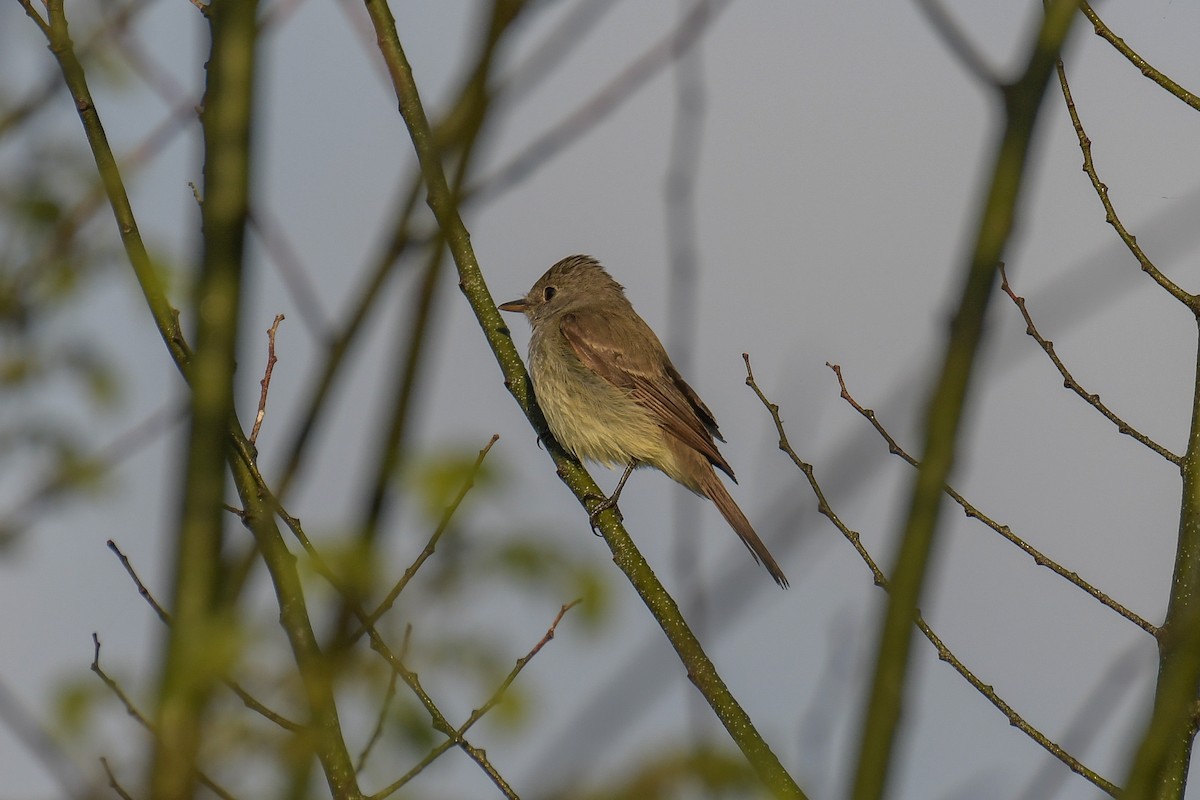 Willow Flycatcher - ML616400716