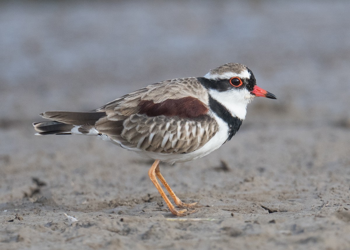 Black-fronted Dotterel - John Daniels