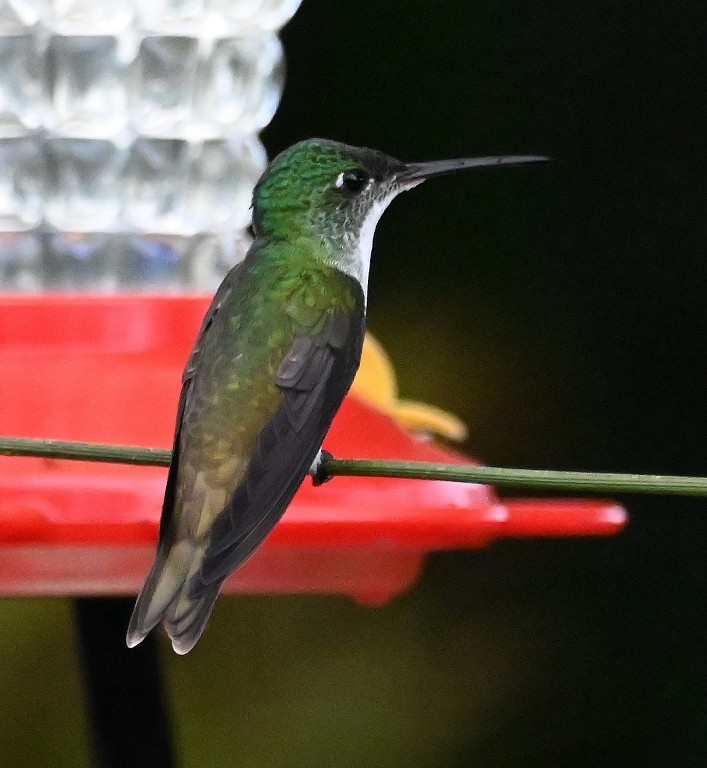 Andean Emerald - ML616400729