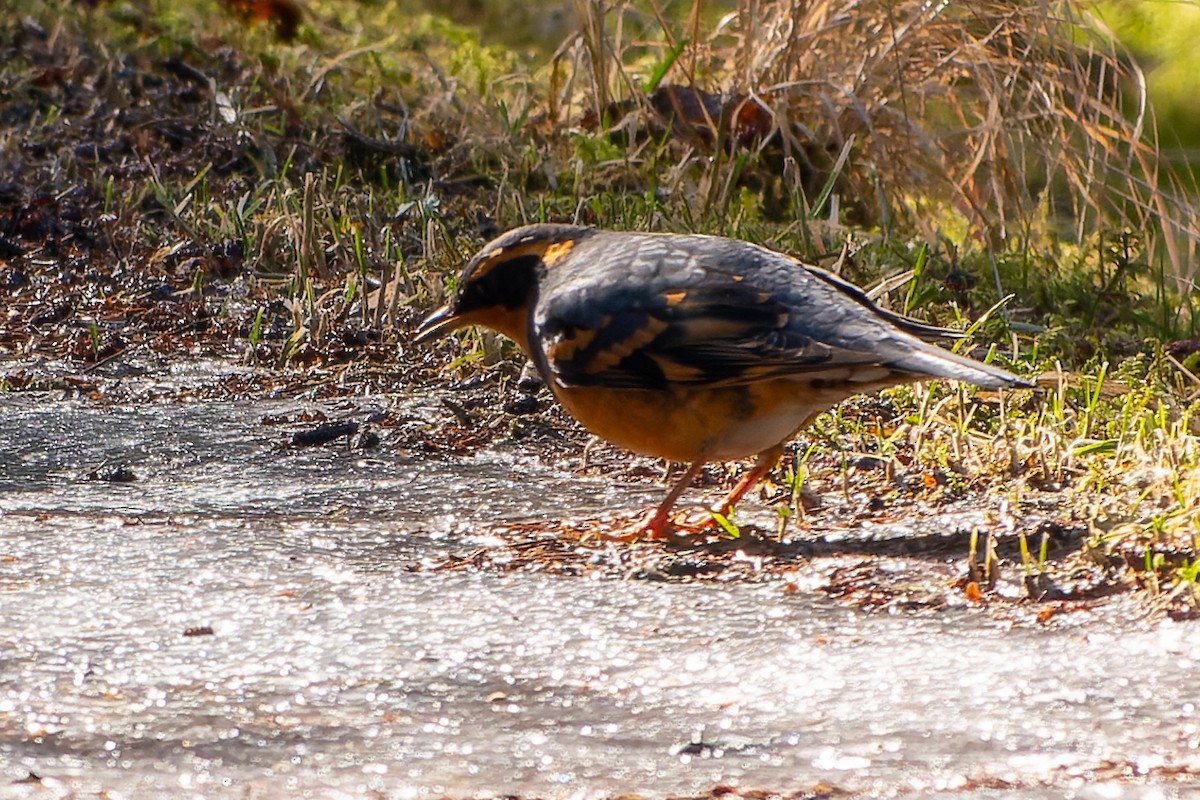 Varied Thrush - ML616400748