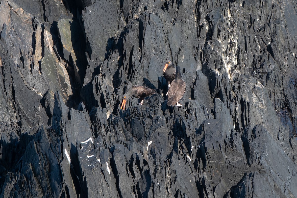 Black Oystercatcher - David Kidwell