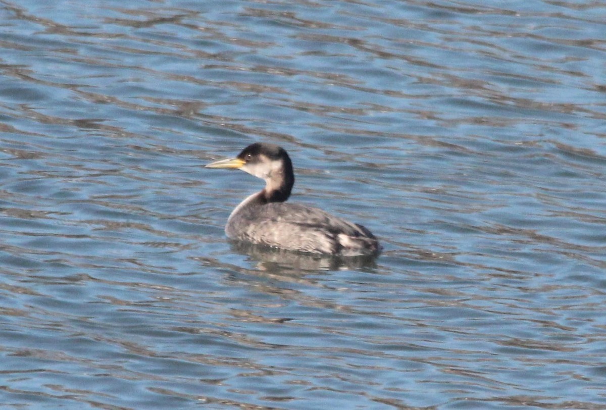 Red-necked Grebe - ML616400772