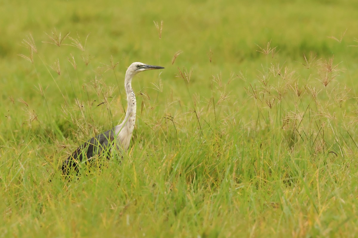 Pacific Heron - Kye Turnbull