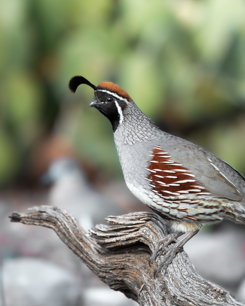 Gambel's Quail - Hannah Criswell