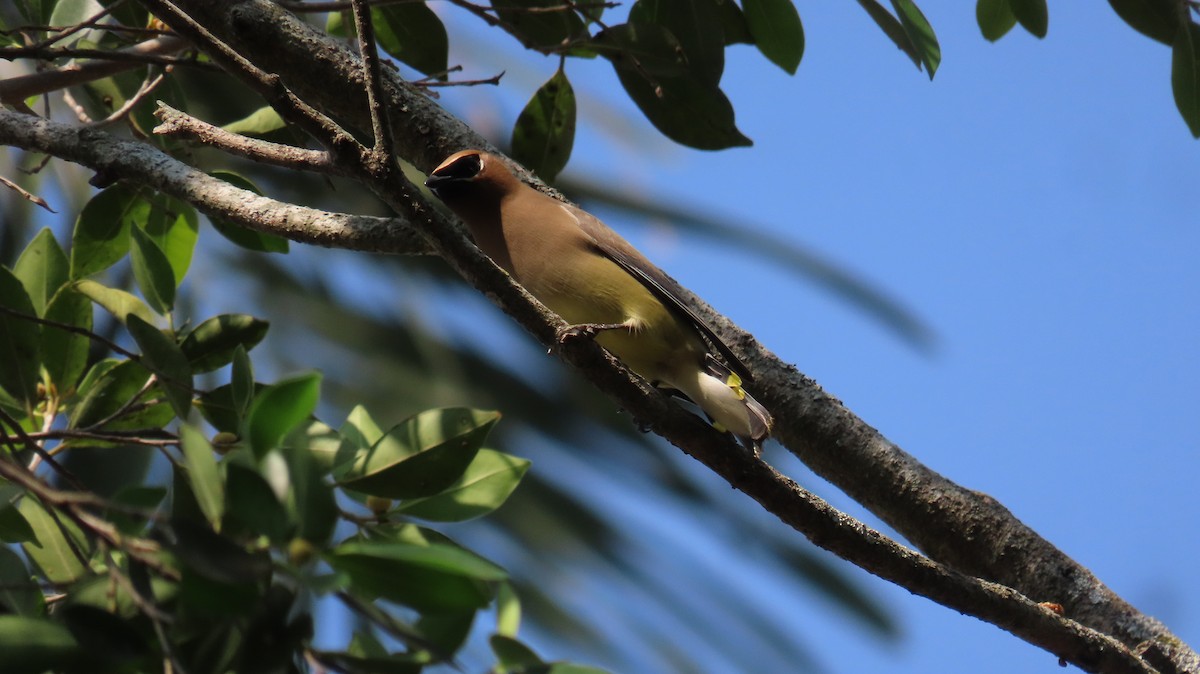 Cedar Waxwing - ML616400825