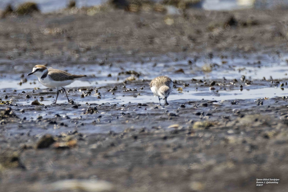 Spoon-billed Sandpiper - ML616400826