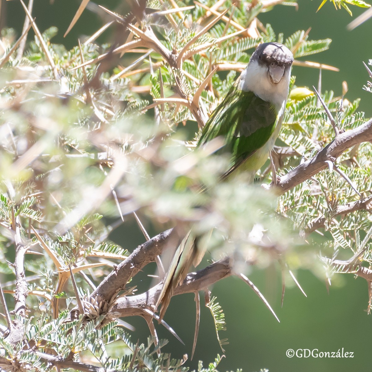 Gray-hooded Parakeet - ML616400868