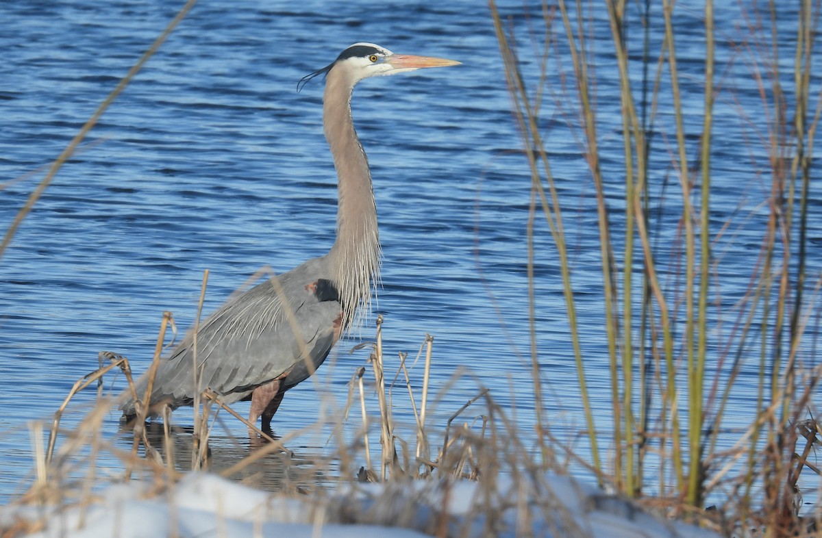 Great Blue Heron - ML616400906