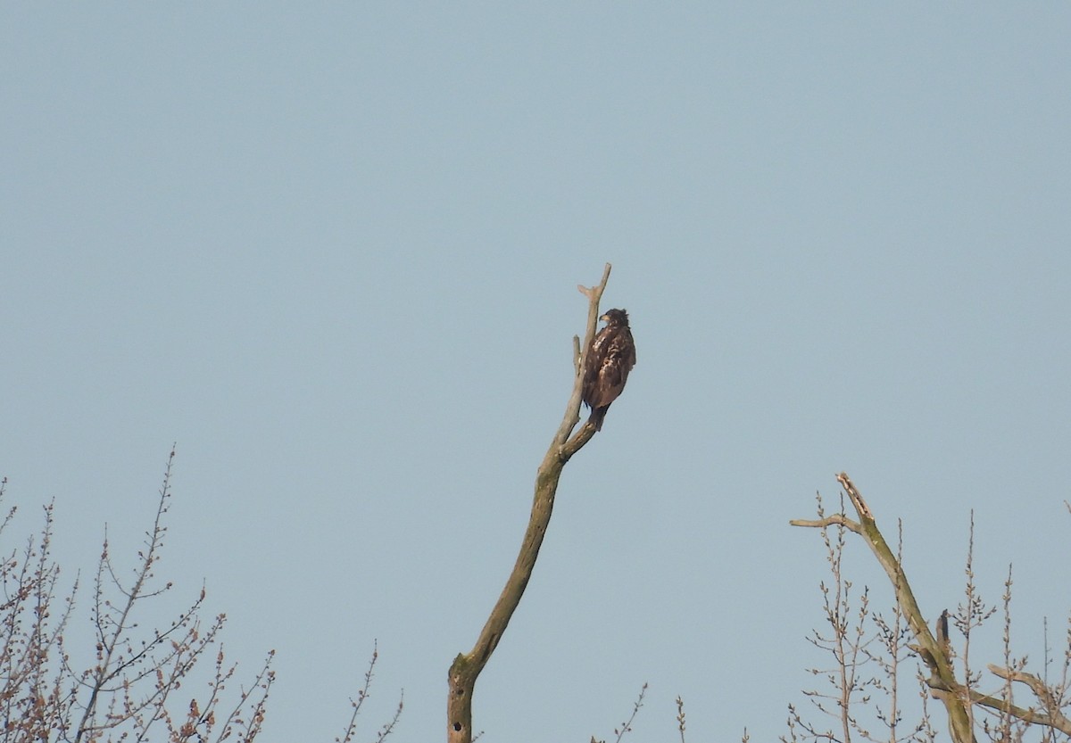 Bald Eagle - ML616400908