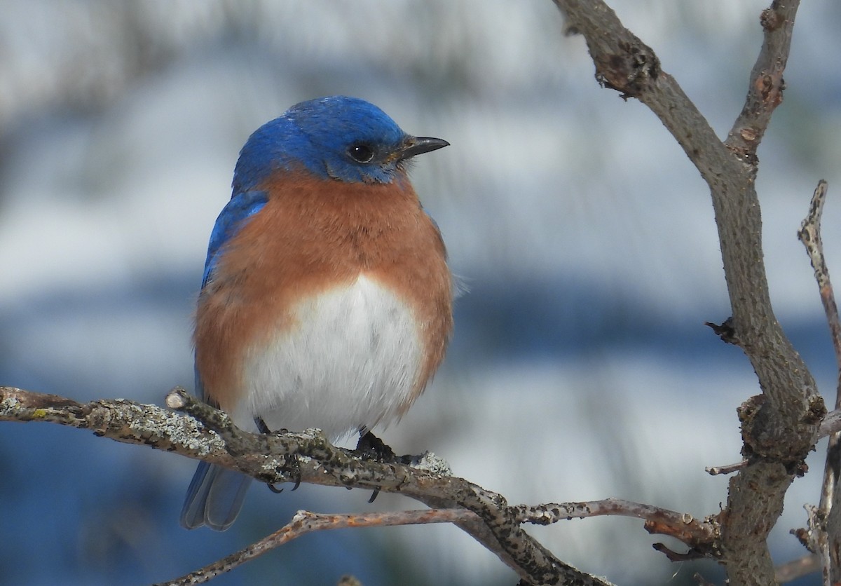 Eastern Bluebird - ML616400912