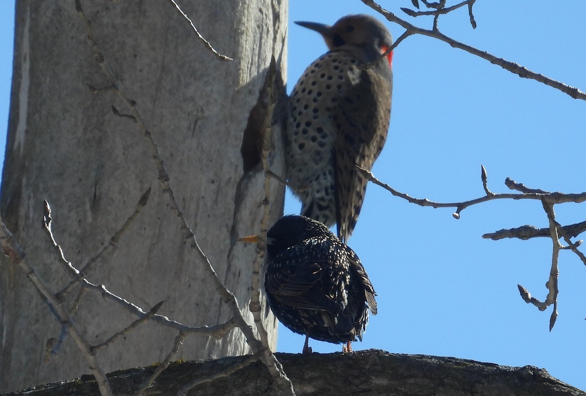 European Starling - ML616400913