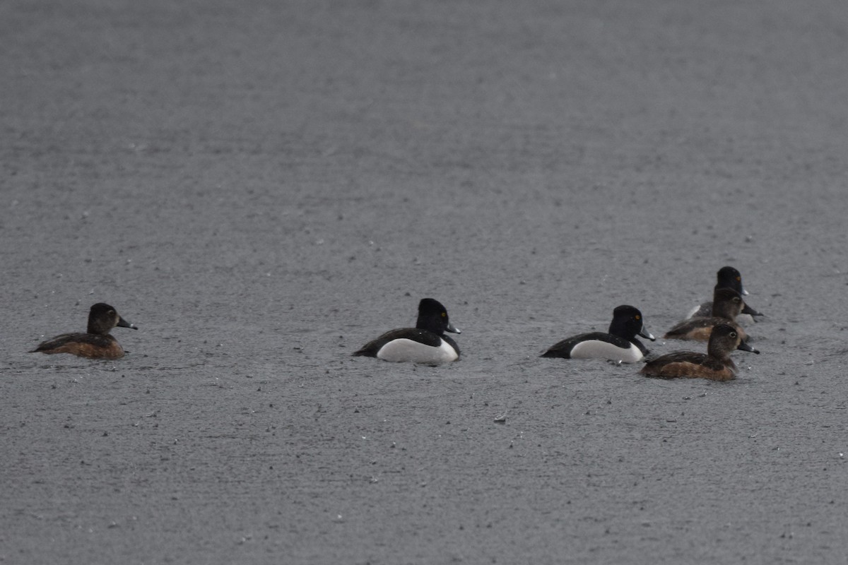 Ring-necked Duck - ML616400915