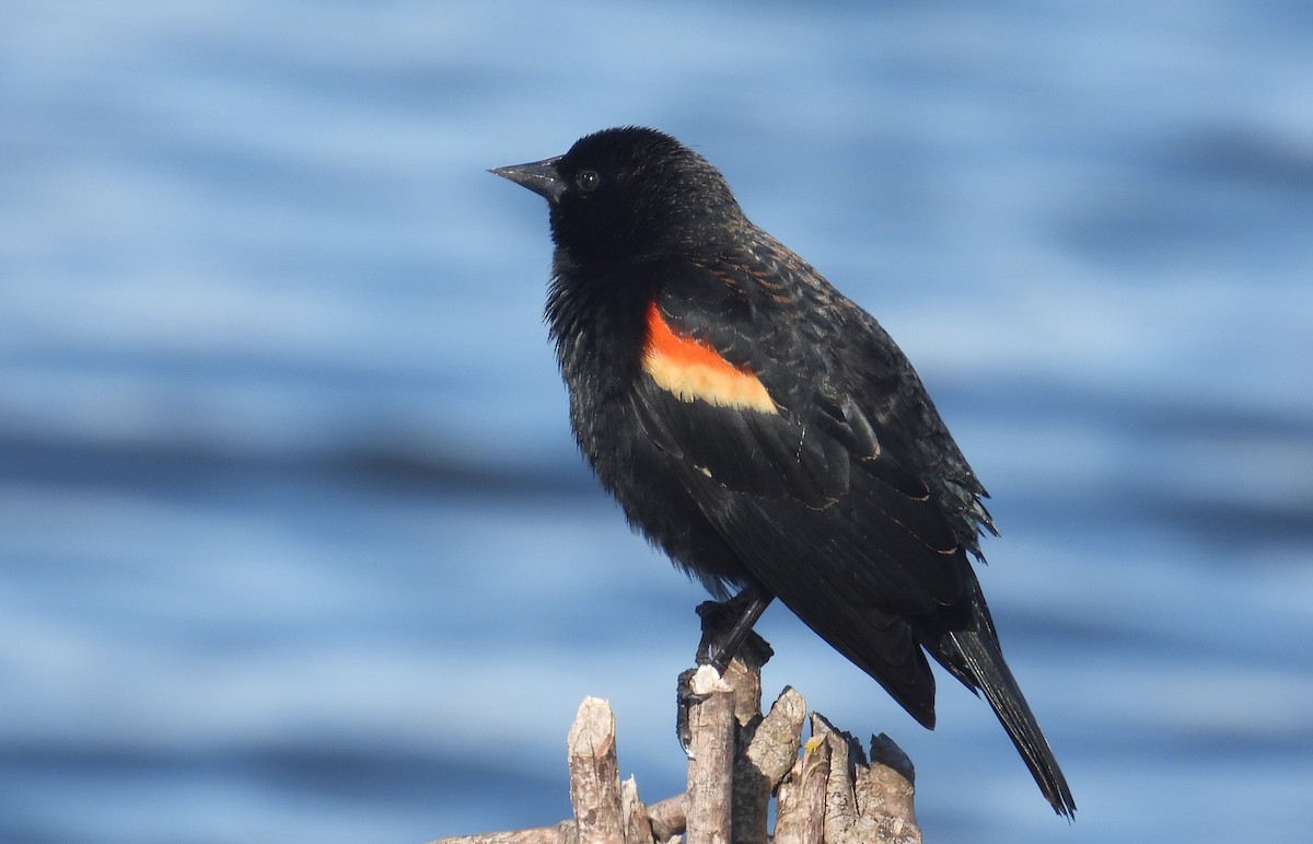 Red-winged Blackbird - ML616400917