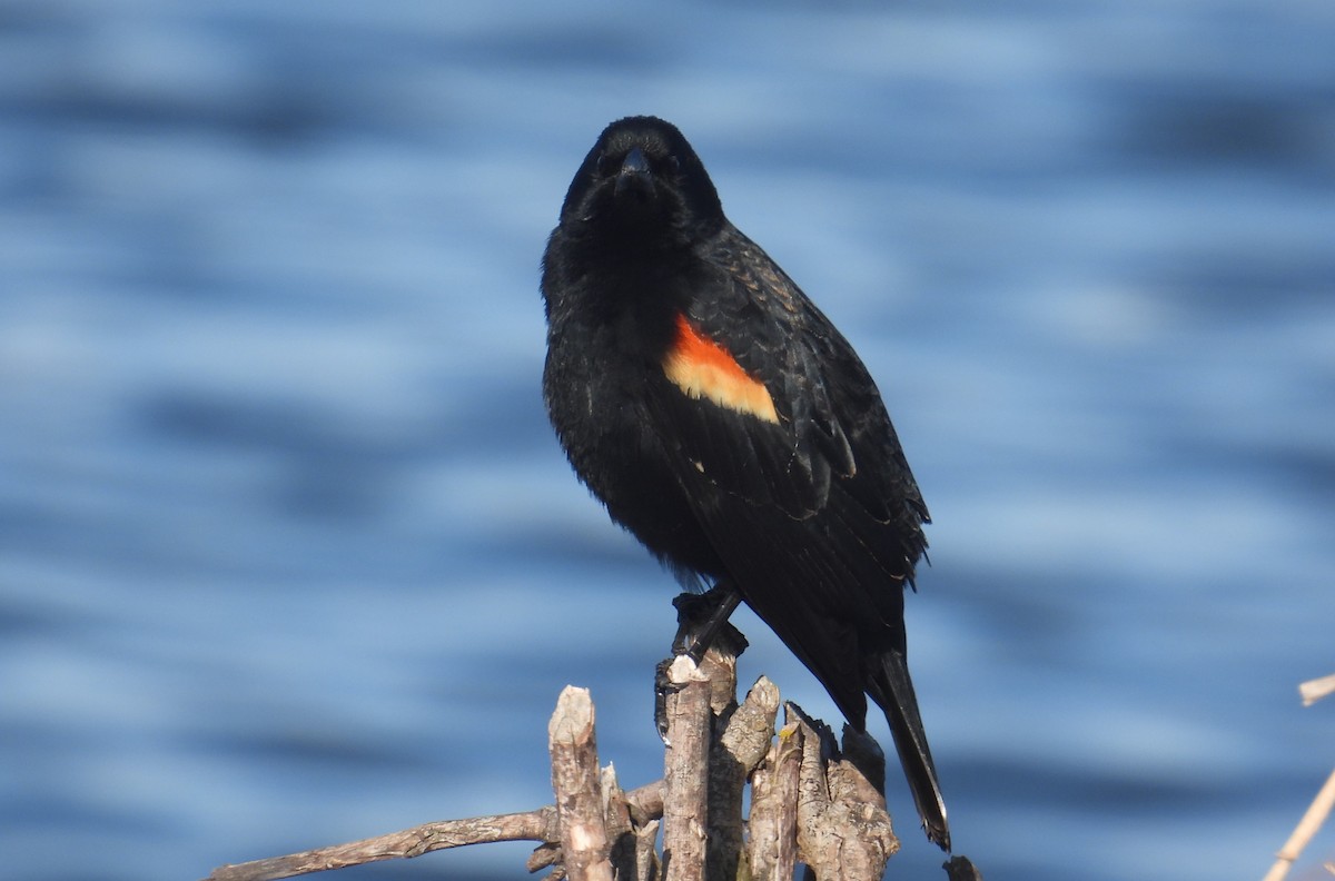 Red-winged Blackbird - ML616400918