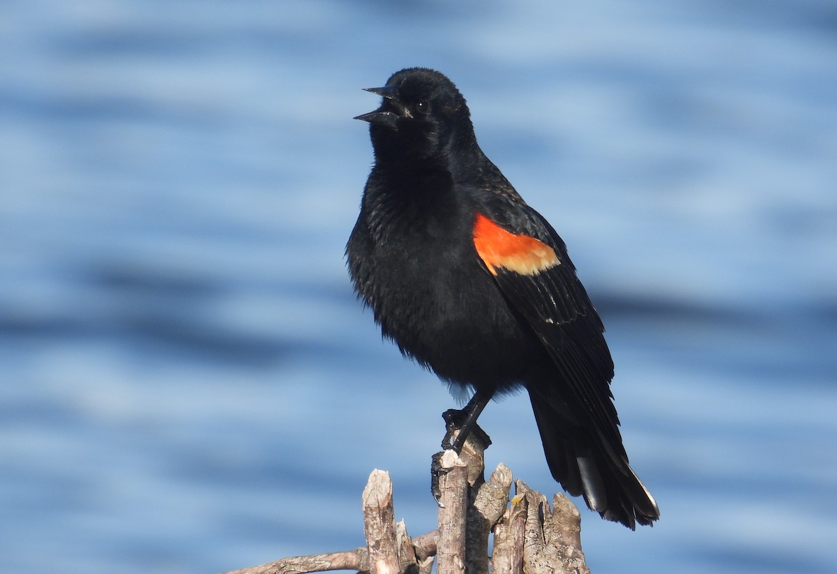 Red-winged Blackbird - ML616400919