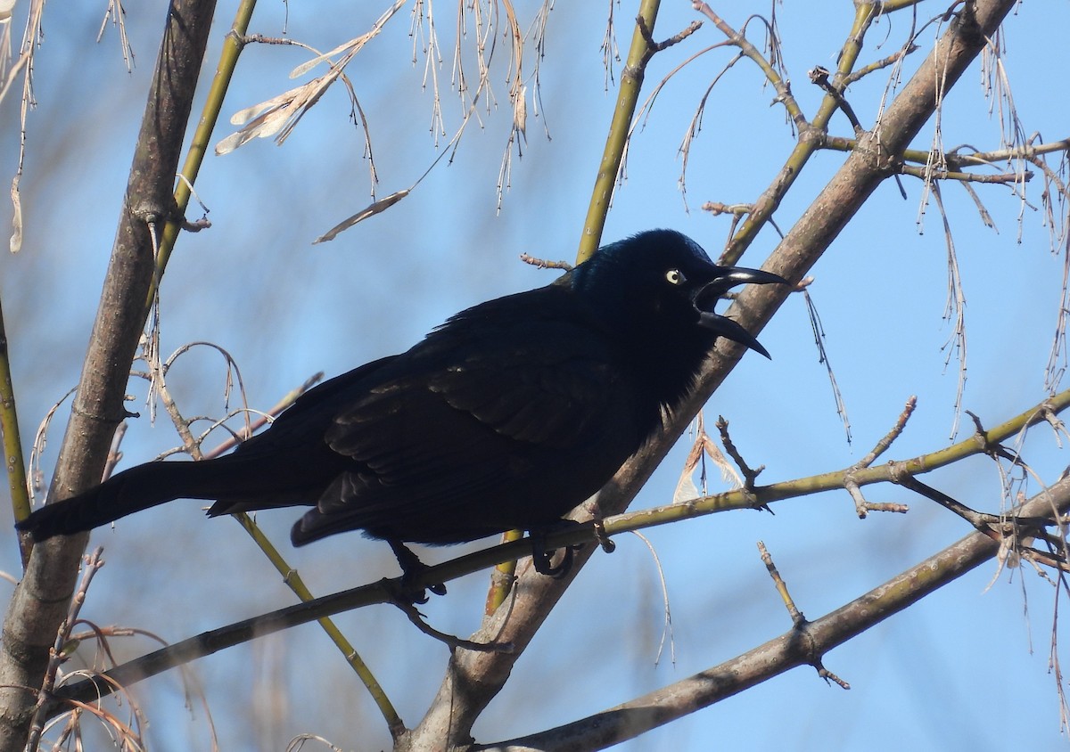 Common Grackle - ML616400922