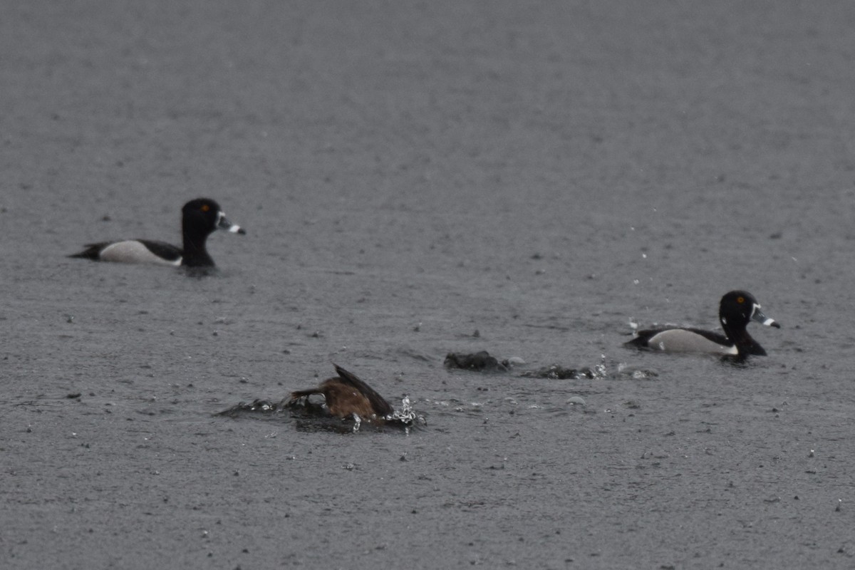 Ring-necked Duck - ML616400944