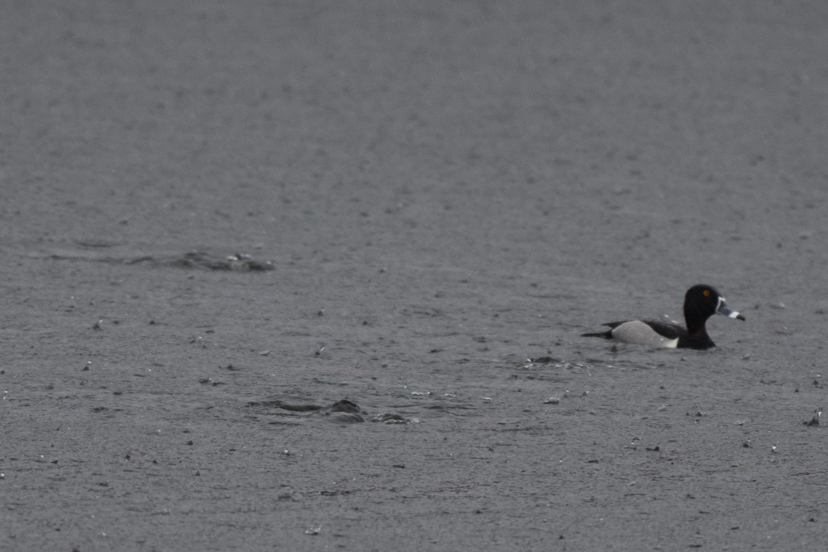 Ring-necked Duck - ML616400948