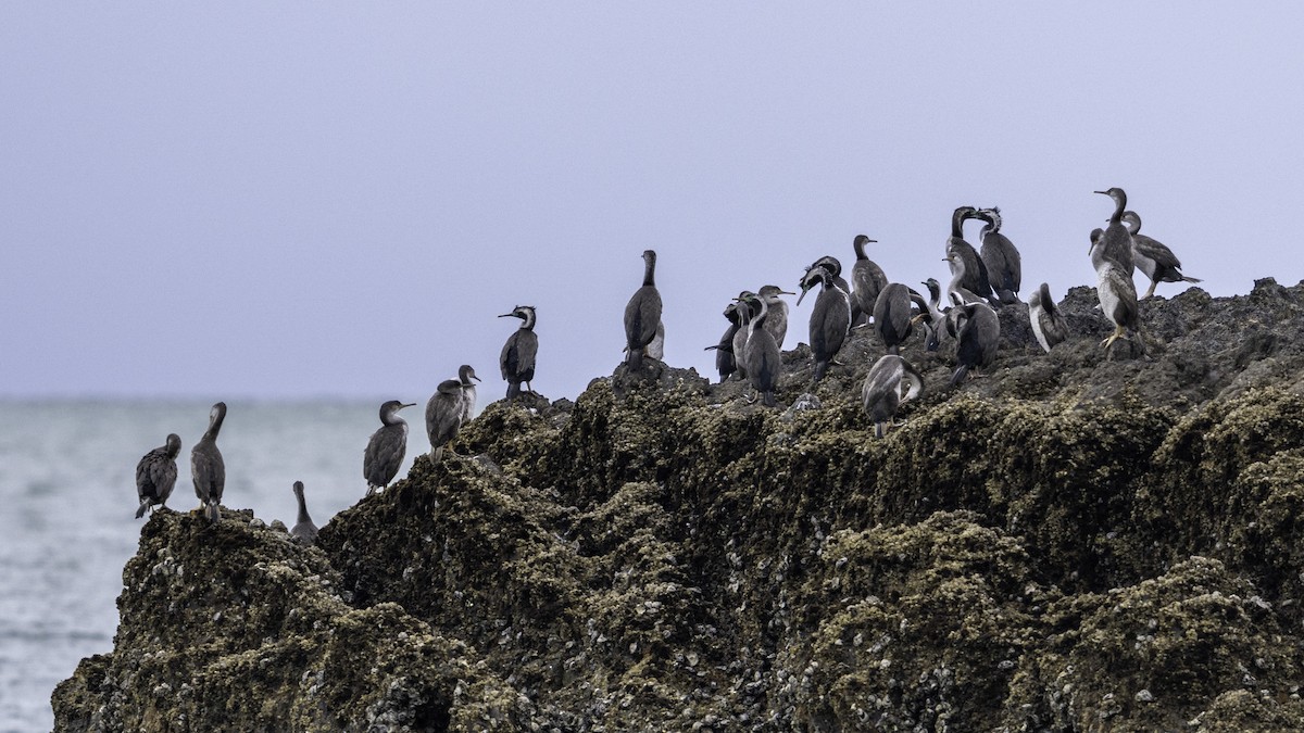 Cormorán Moteado - ML616400950