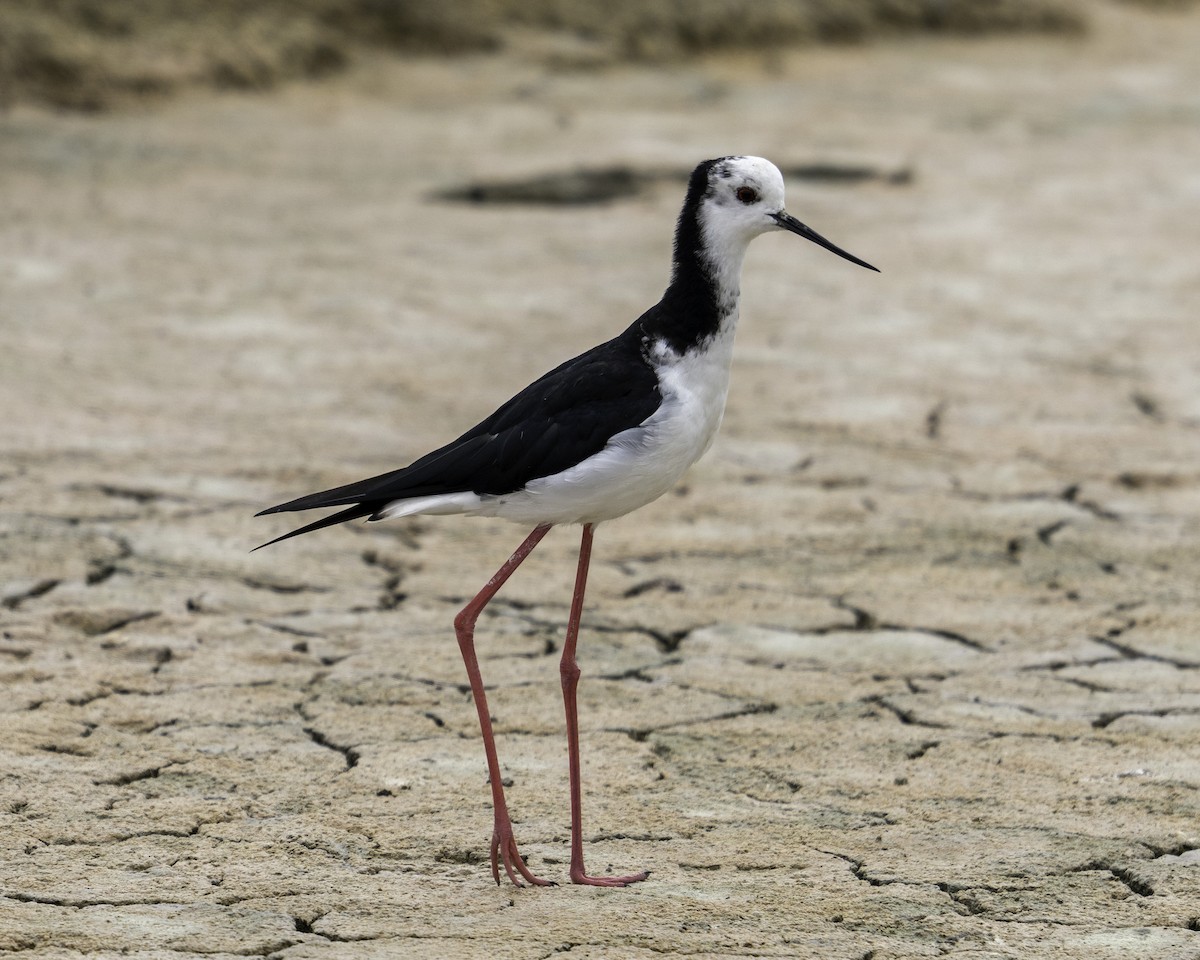 Pied Stilt - ML616400980