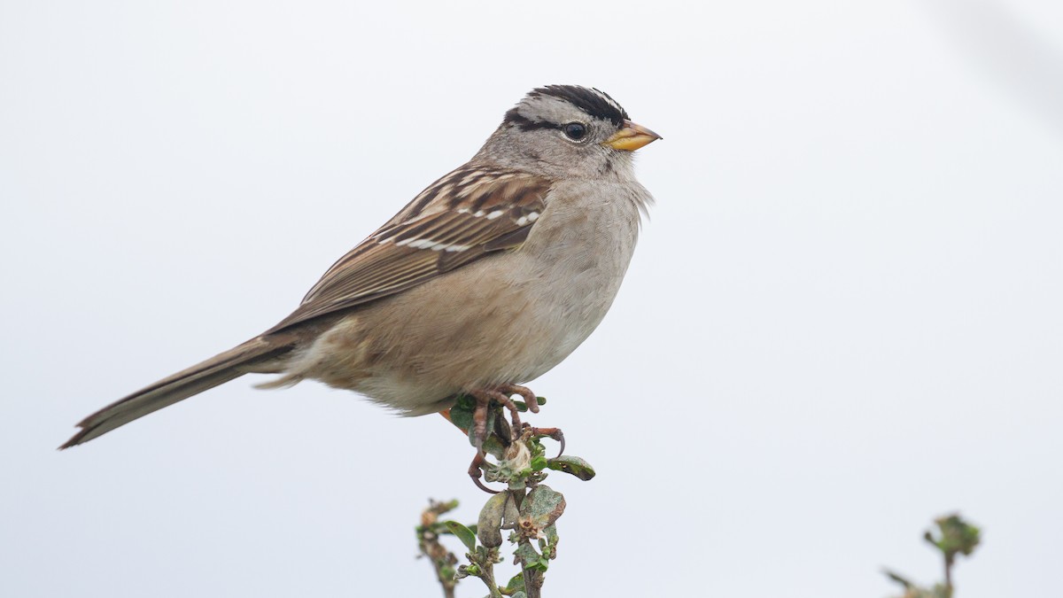 White-crowned Sparrow - Sasha Cahill