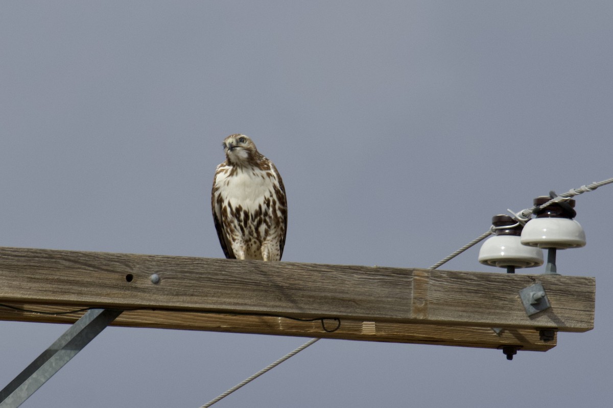 Red-tailed Hawk - ML616400989